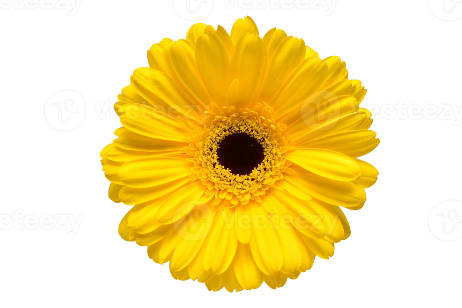 Gelb Blume isoliert auf ein transparent Hintergrund png