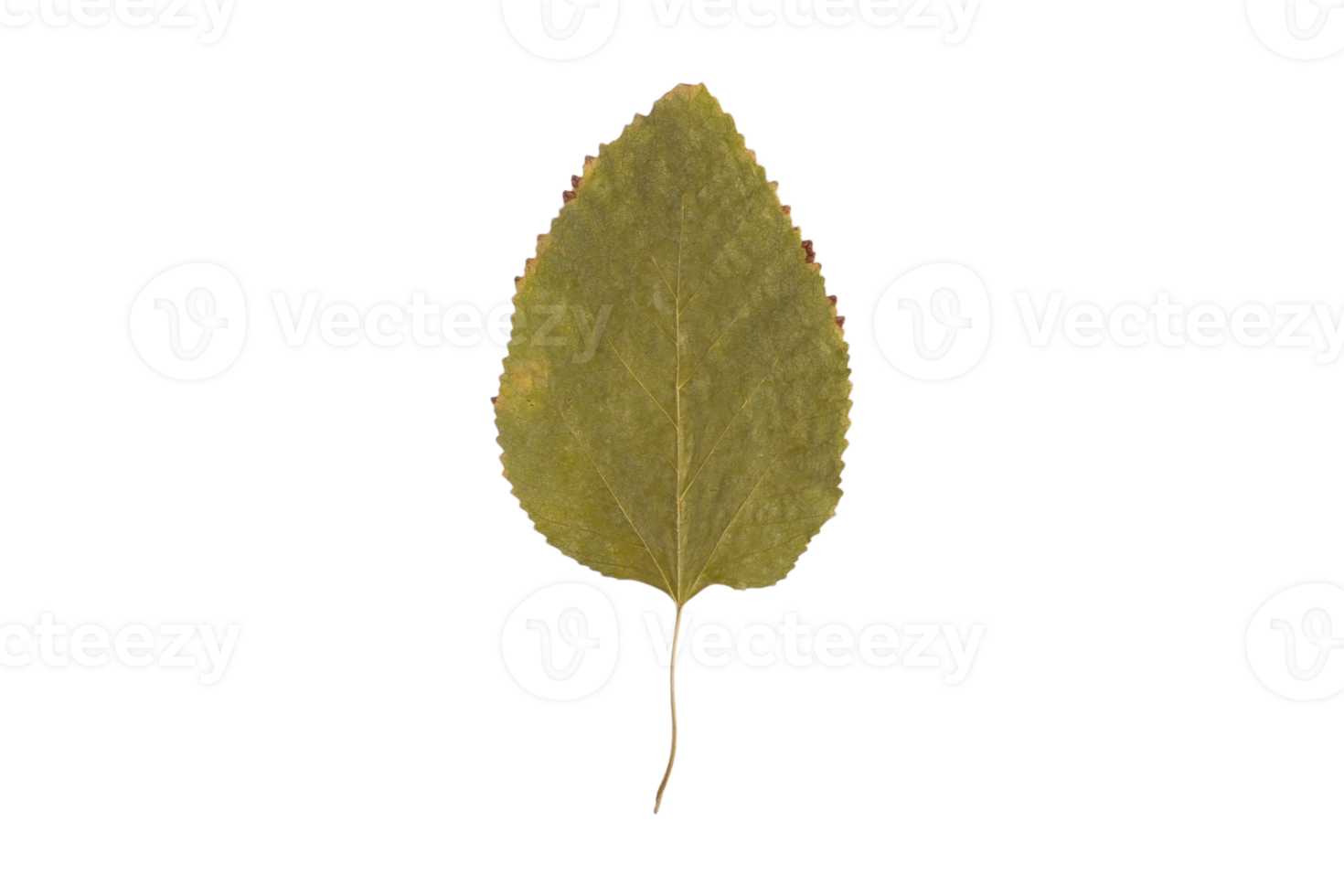 Green leaf isolated on a transparent png