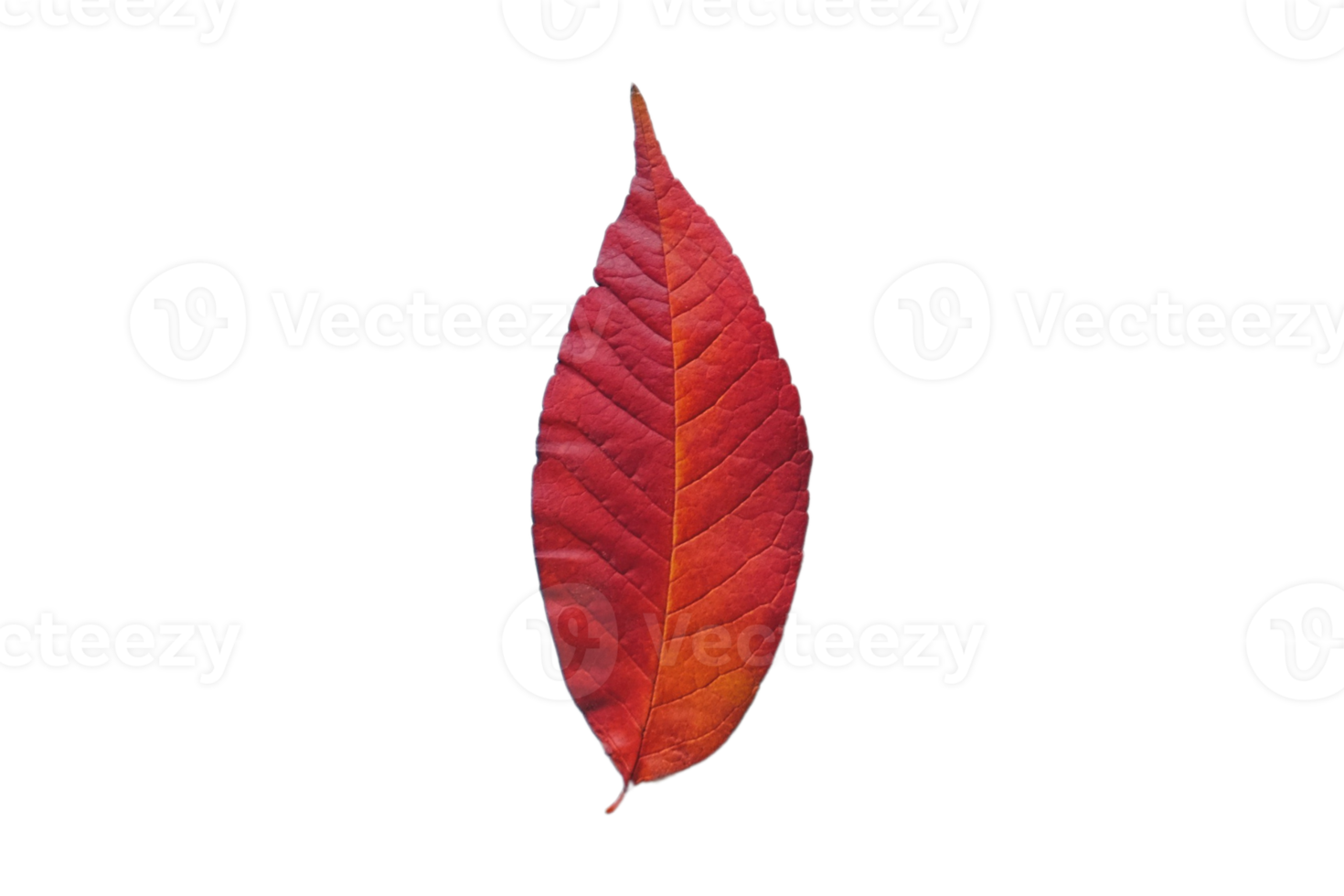 Red leaf isolated on a transparent background png