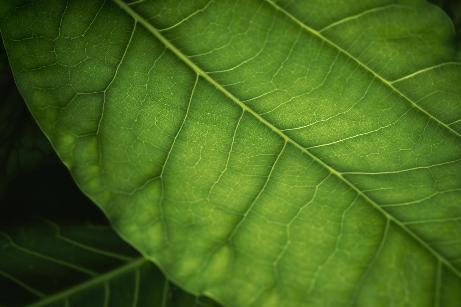 Close up on green leaf background, generat ai photo