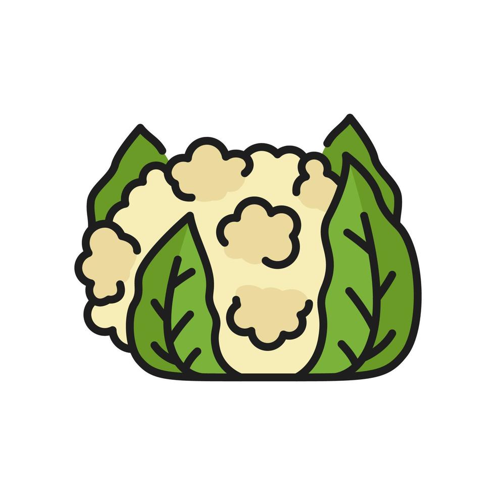 Cauliflower cabbage flat Brassica oleracea icon vector