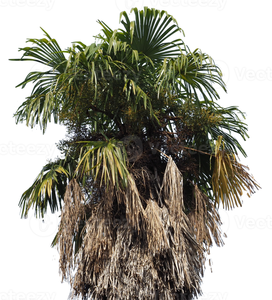 palm tree transparent PNG