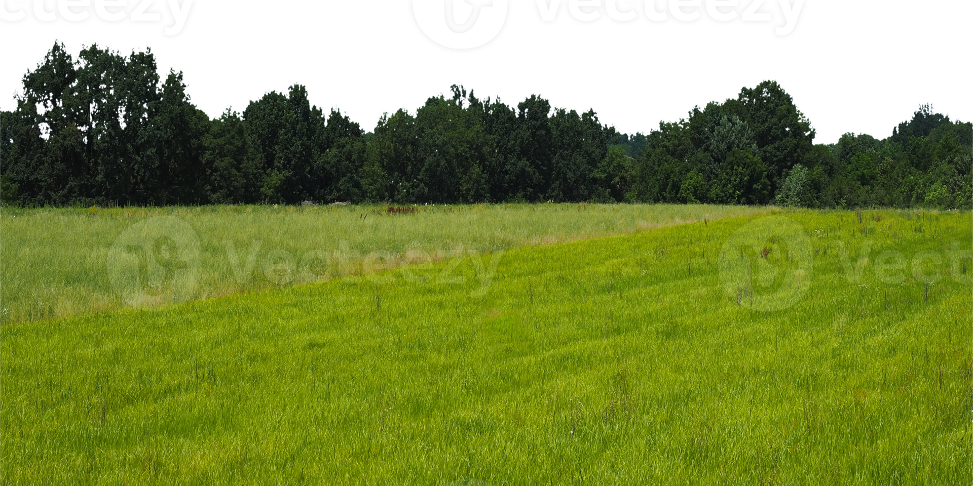 Rasen Hintergrund mit Kopieren Raum transparent png