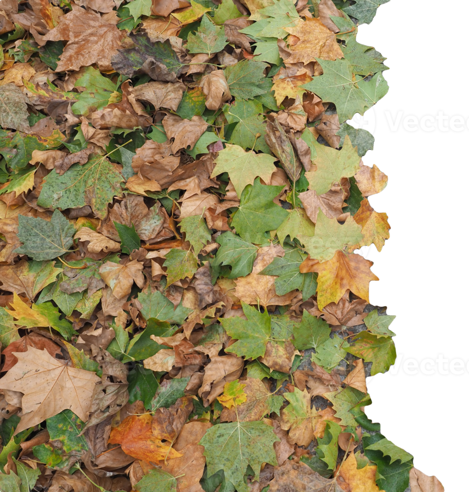 Marrone le foglie struttura sfondo trasparente png
