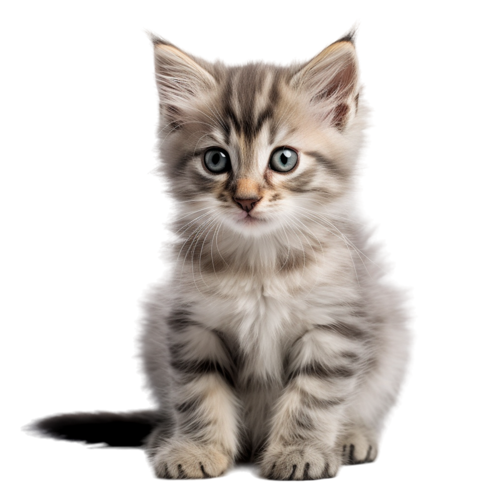 cute young cat png