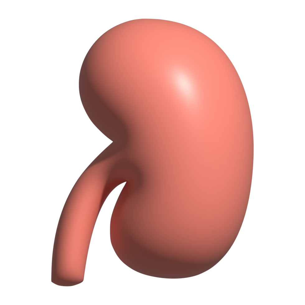 3d icon of kidney png