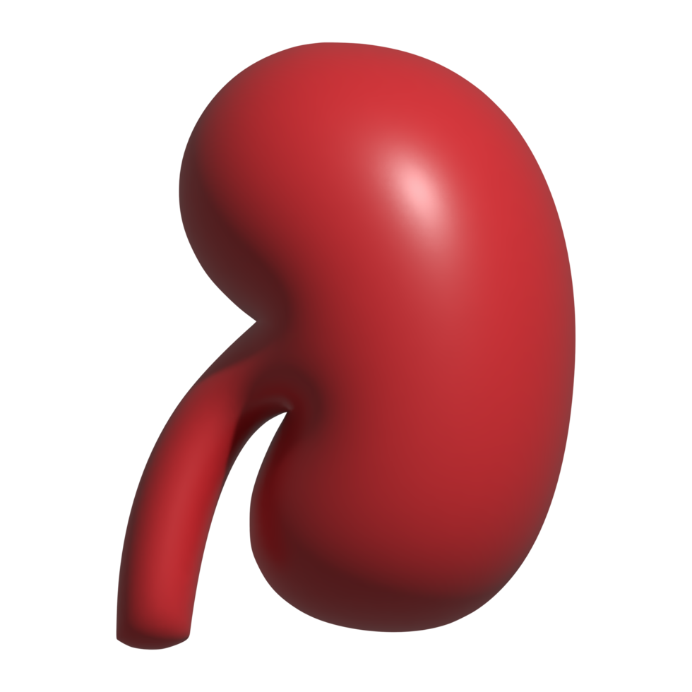 3d icon of kidney png