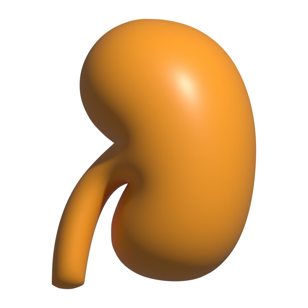 3d icon of kidney png