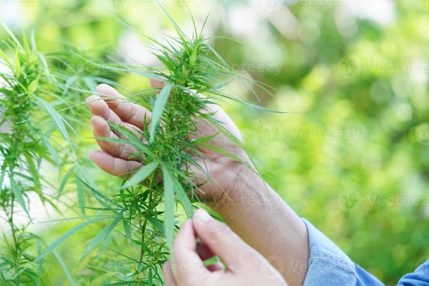 cannabis, marihuana o hoja de marihuana, cbd, que se utiliza como droga, intoxicante o medicina alternativa. foto