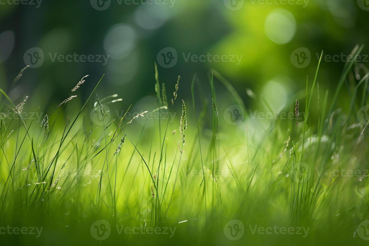 grass and green bokeh. photo