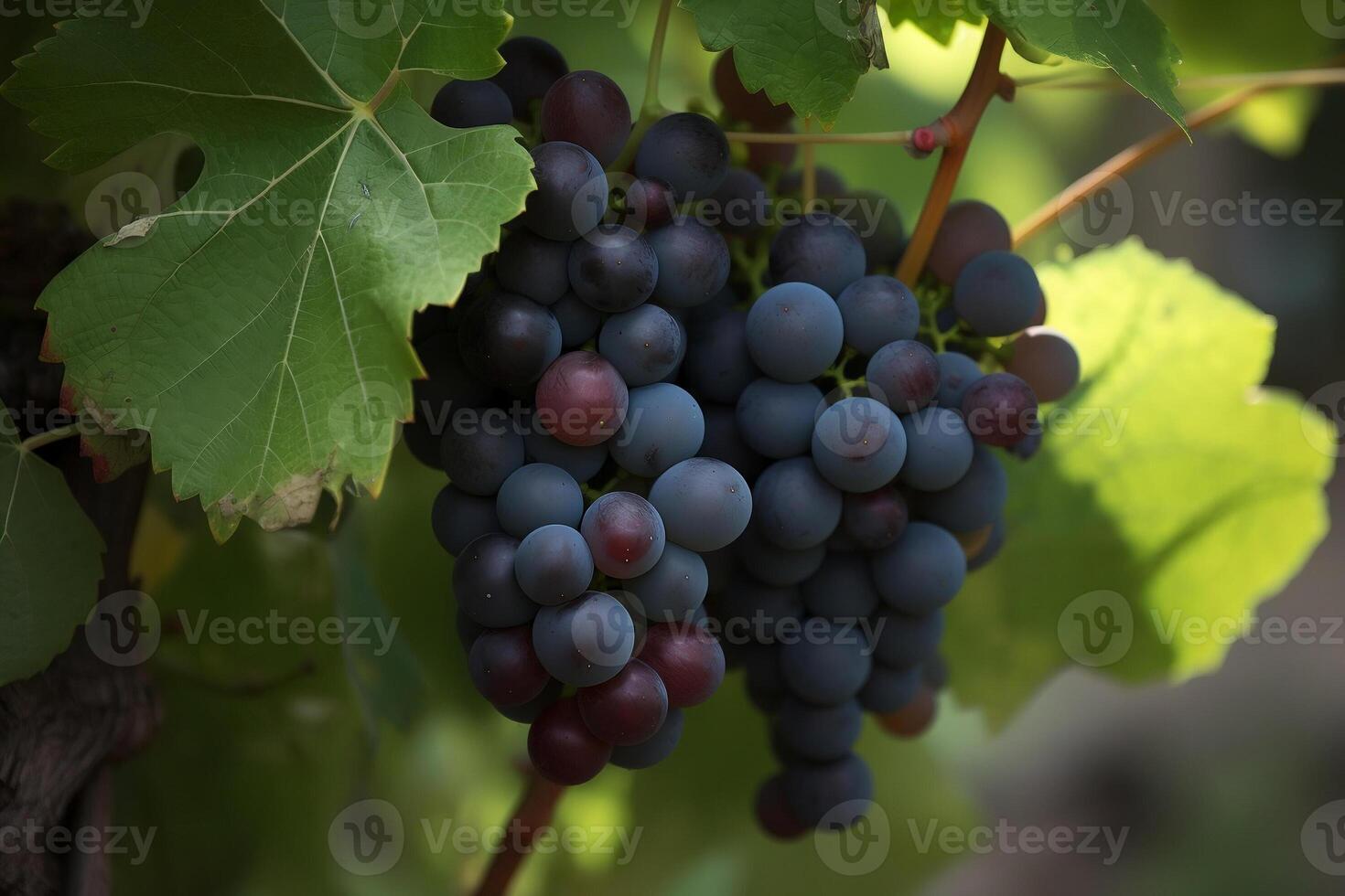 Blue grapes are ripening. photo