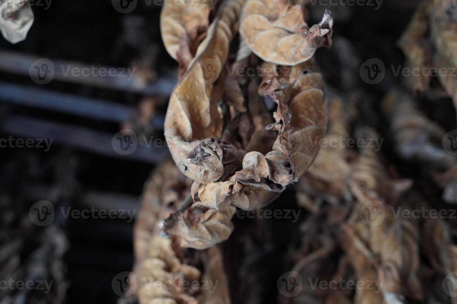 Tobacco leaves hang from the ceiling of a barn to dry photo