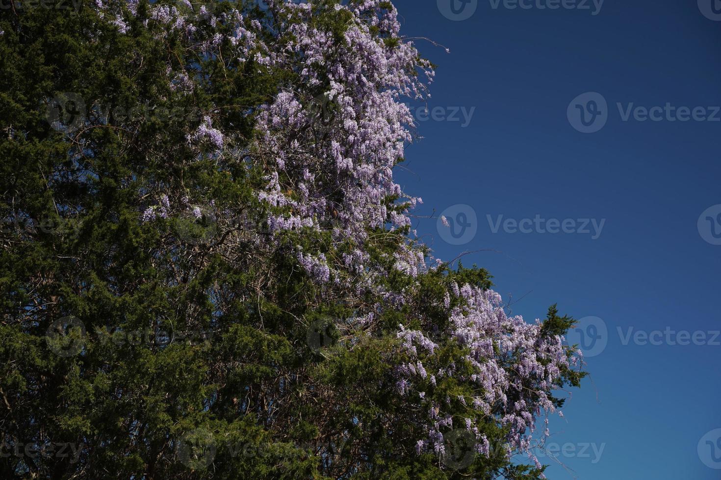Tree of wisteria to be able to twist photo