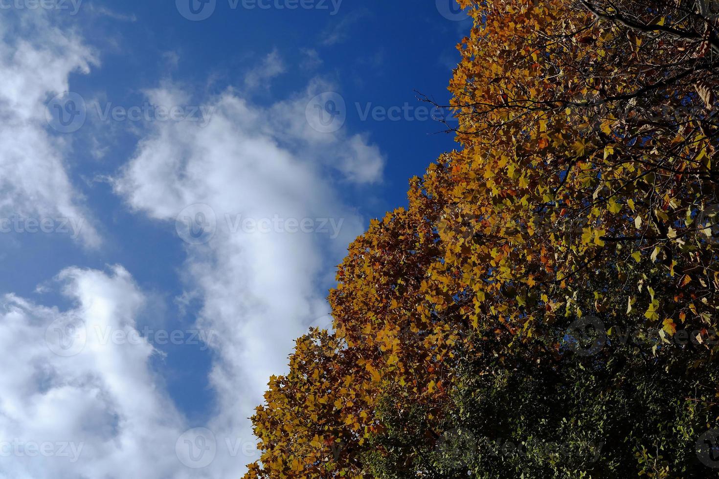 Red Maple Leaves in Autumn with Blue Sky Background. photo