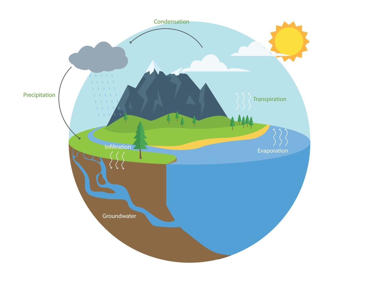 Water cycle infographic. Hydrologic Geography school scheme vector