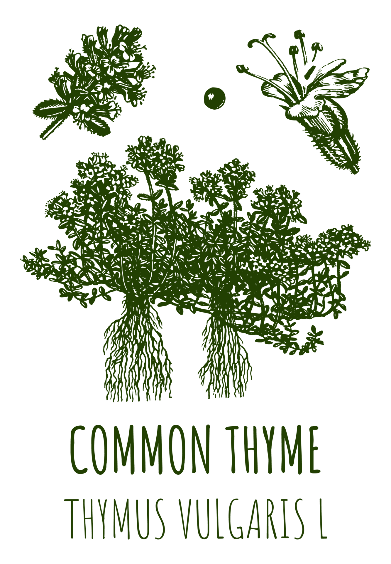 free-drawings-of-common-thyme-hand-drawn-illustration-latin-name