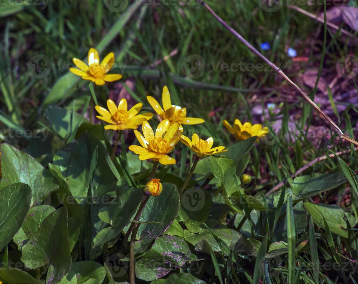 Close up of Ranunculus thora,as known as the buttercup, with Bright yellow flowering , is a plant species of the genus Ranunculus native to Europe photo