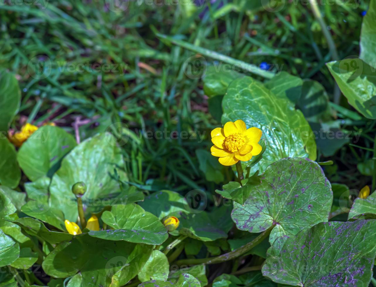 Close up of Ranunculus thora,as known as the buttercup, with Bright yellow flowering , is a plant species of the genus Ranunculus native to Europe photo