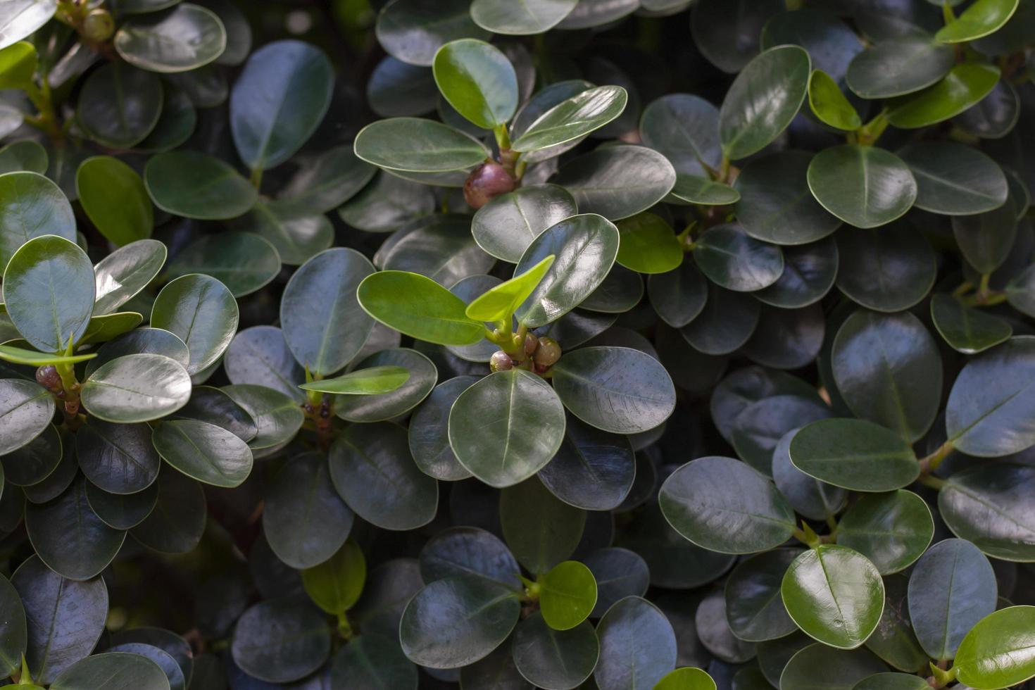 Top view of ficus annulata blume with seed in the garden for background. photo