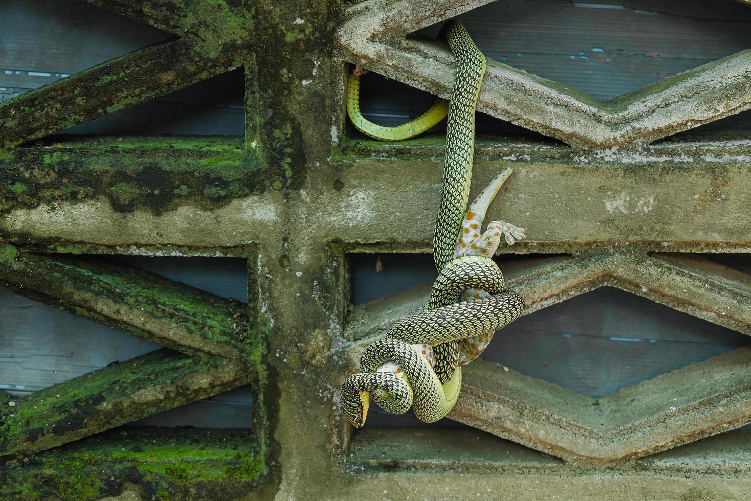 veneno verde serpiente es comiendo geco foto