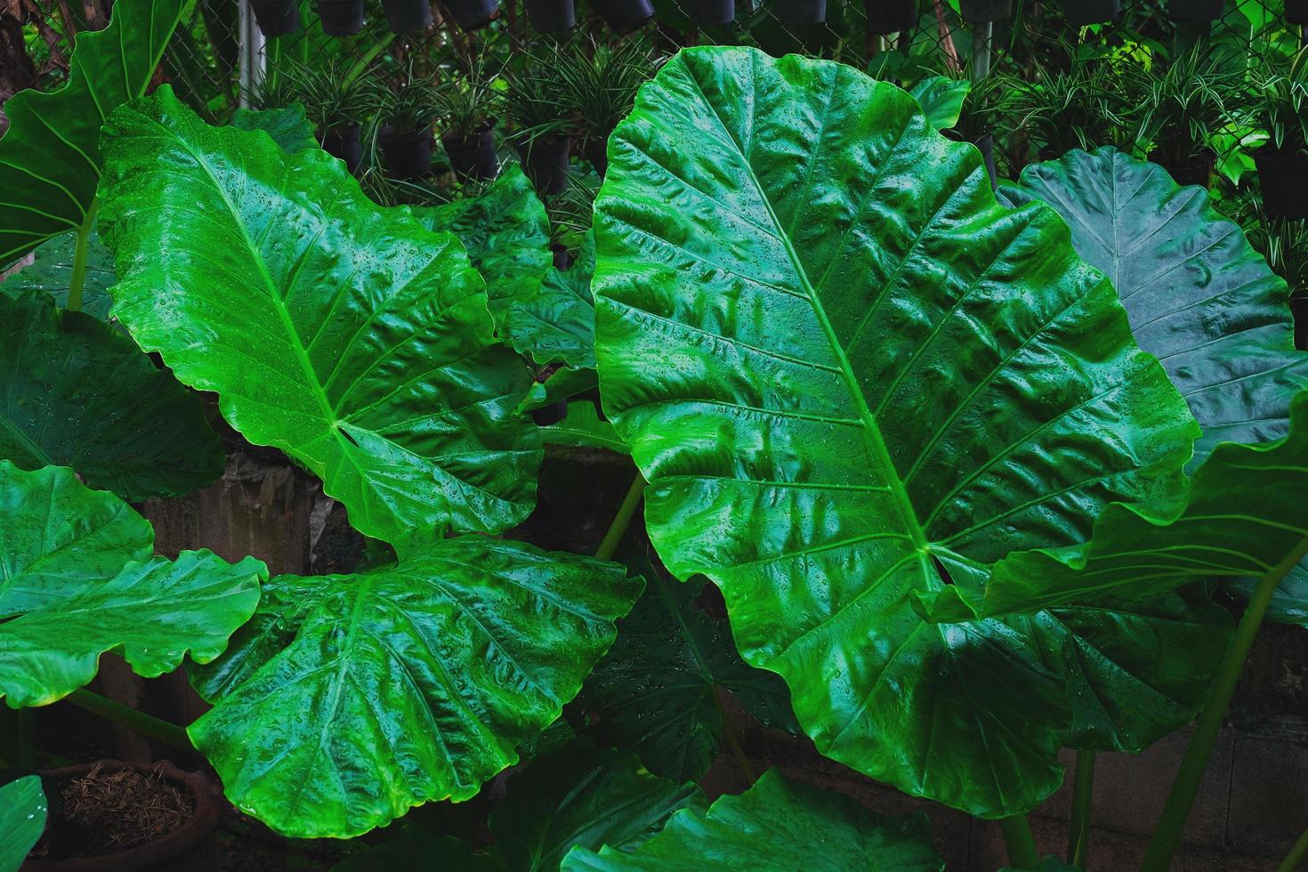 alocasia olor follaje o gigante vertical elefante oreja, exótico tropical hoja. foto