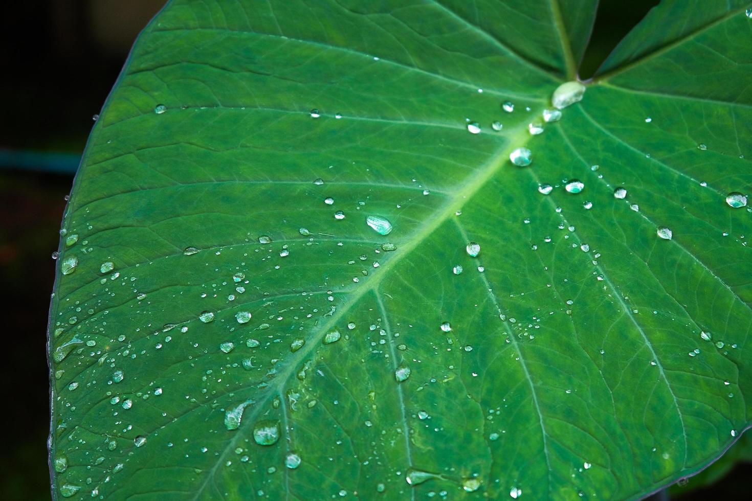 Alocasia odora foliage  or Giant upright elephant ear, Exotic tropical leaf. photo