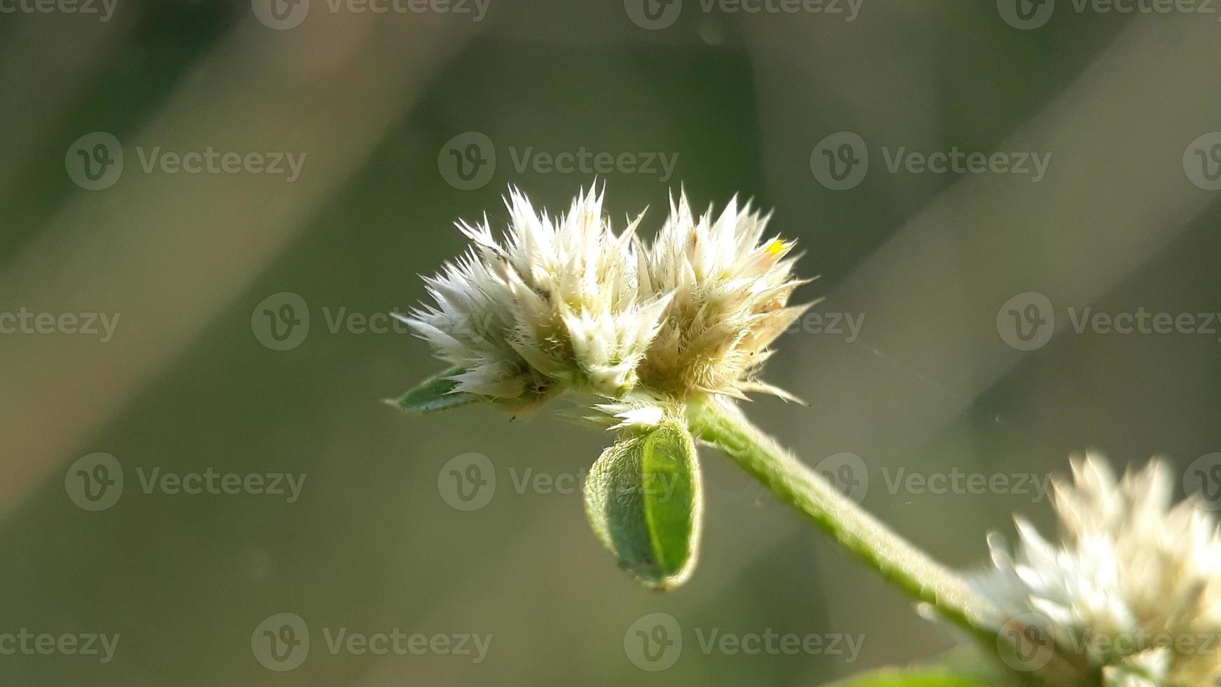 white flowers bloom in the morning on the hill photo