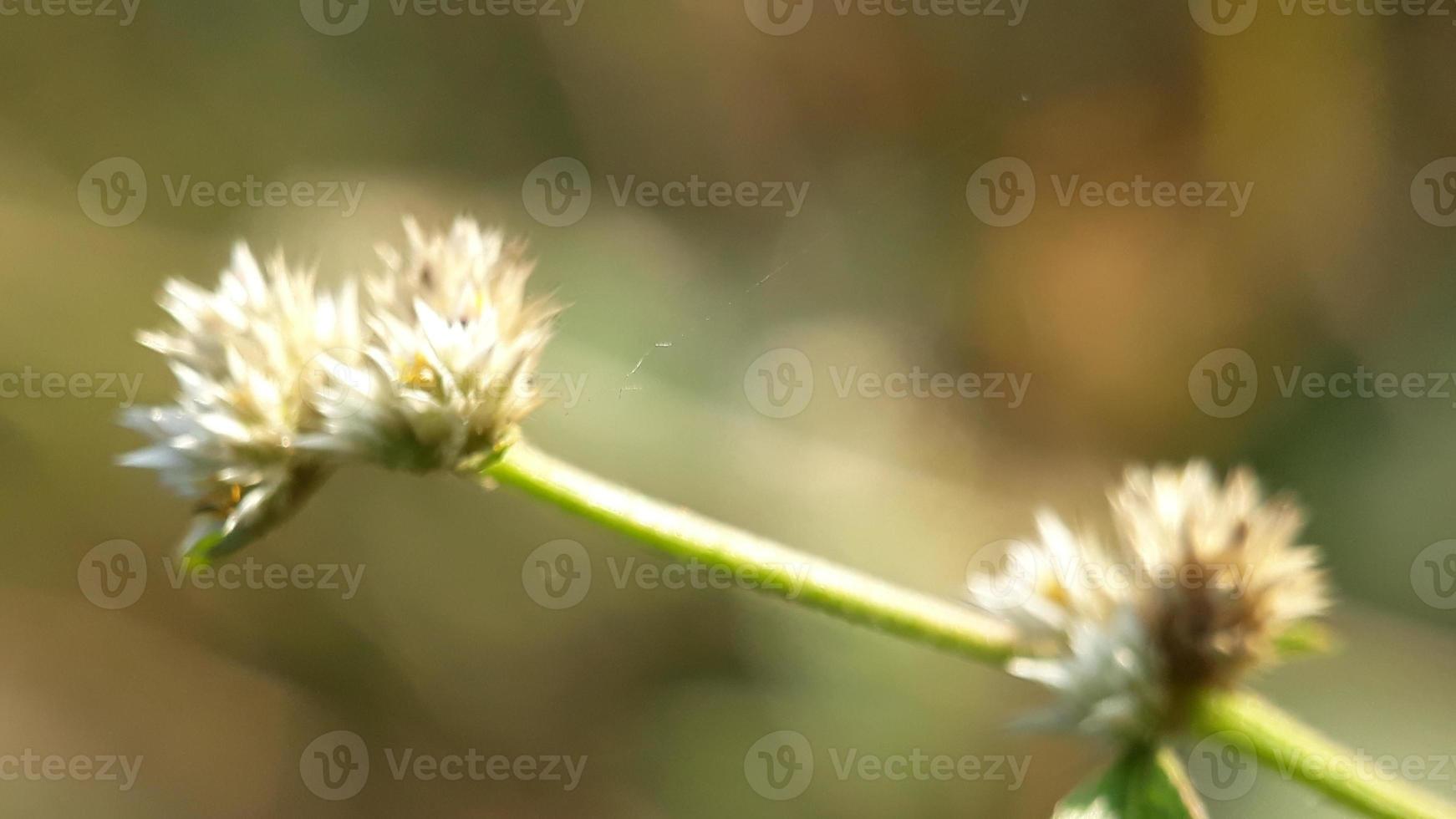 white flowers bloom in the morning on the hill photo