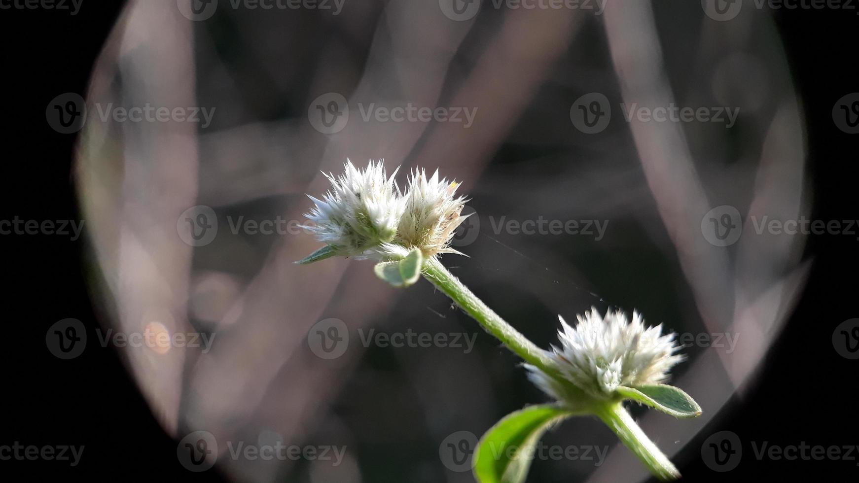 white flowers bloom in the morning on the hill photo