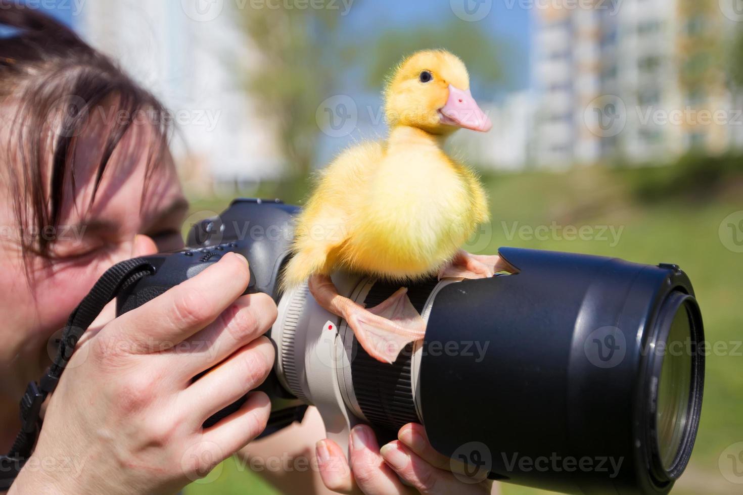 A duck is sitting on a professional camera lens. Photograph of animals. photo