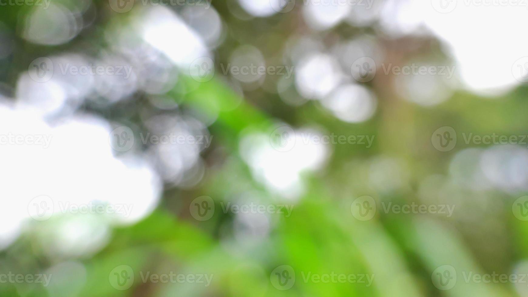 Blurred background of a natural landscape in a park using a fix lens photo