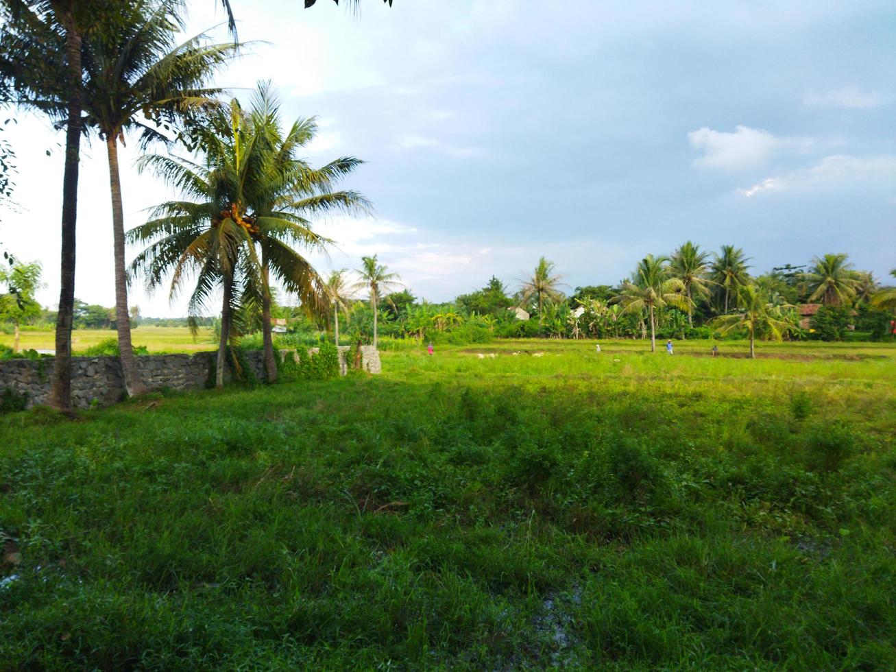 The beauty of rural nature in the afternoon. Fields and clouds. photo