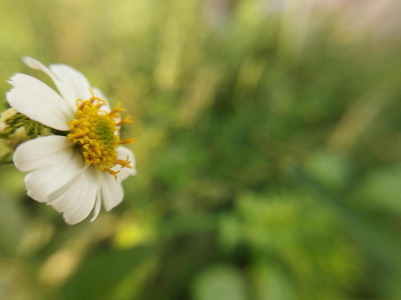 Beautiful white flower on blurred background. Natural beauty. photo