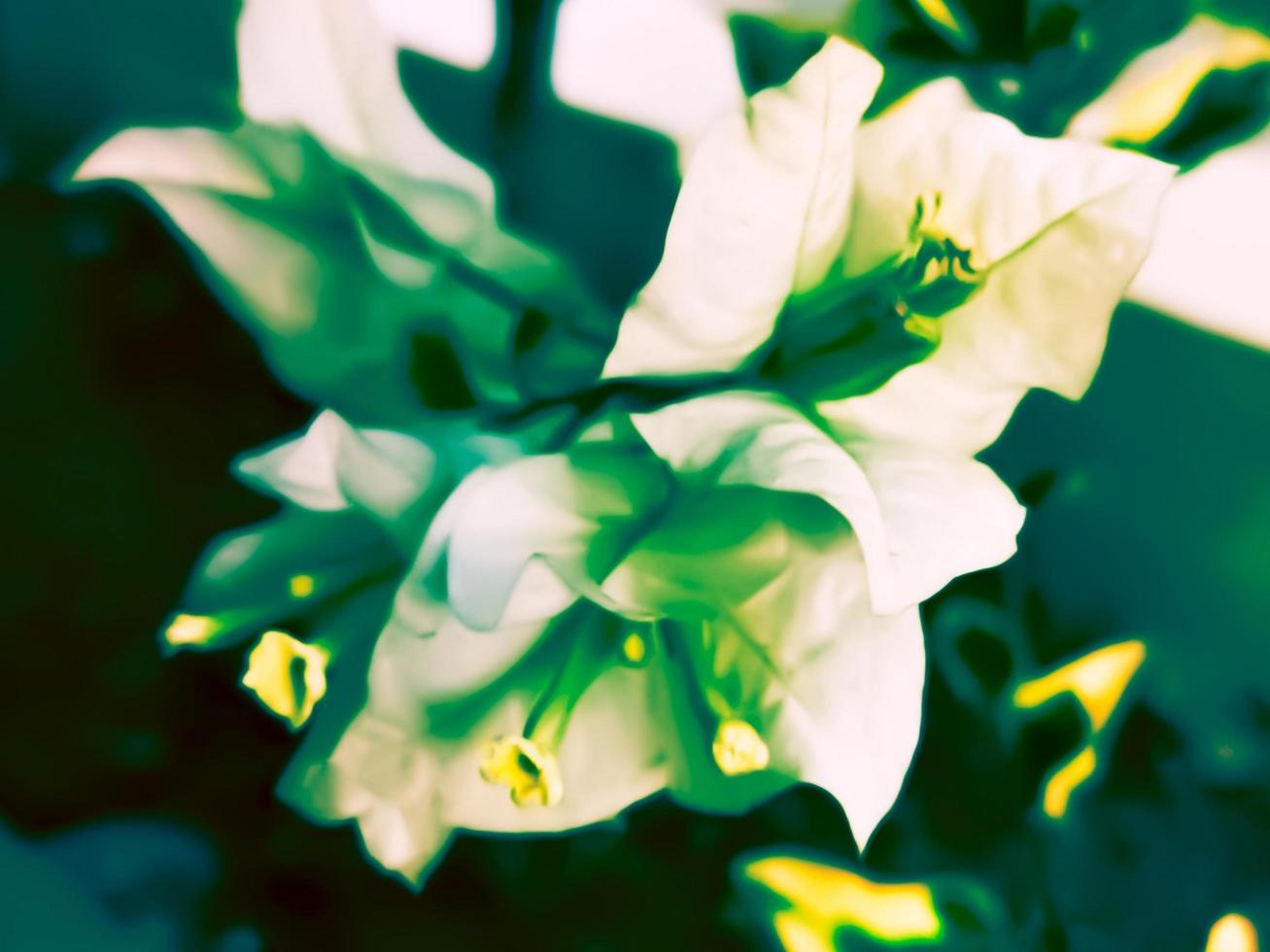 Bougenville nieve blanco es un ornamental planta ese lata Produce cientos de blanco flores, el textura de el flores es muy suave me gusta nieve. decorativo plantas. foto