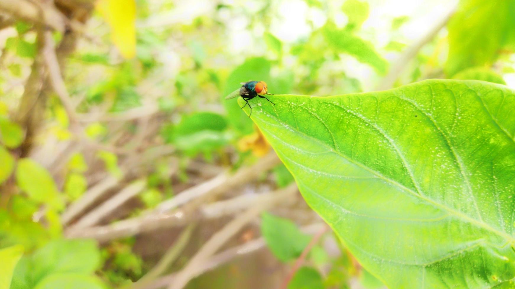 Close-up of a fly perched on a leaf, a fly on a green leaf, an insect. Abstract green texture, nature green tone background. Winged animal. photo