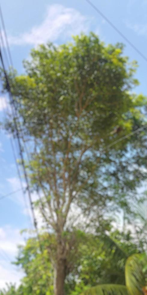 Blurred garden trees on nature background, blurred green bokeh light outdoors on summer background. Big tree. photo