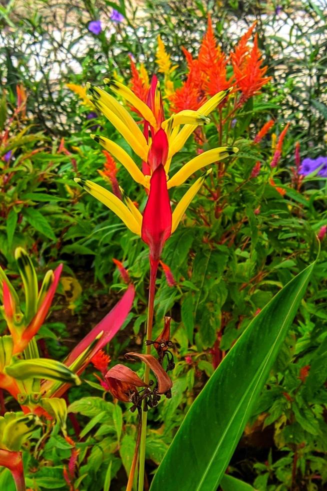 amarillo flor de heliconia psitácoro o loro pico, perico flor, loro flor, plátano hoja, ornamental planta en jardín. foto