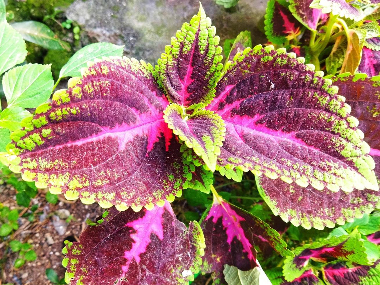 rojo hojas con un único textura son adecuado para ornamental plantas. decorativo plantas. foto