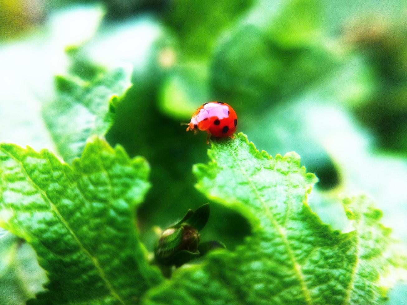 Selective focus of clown ladybird on a leaf. Animal macro photo