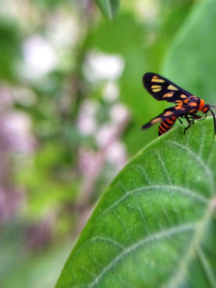 The wasp moth defocus above on a leaf. Animal macro photo