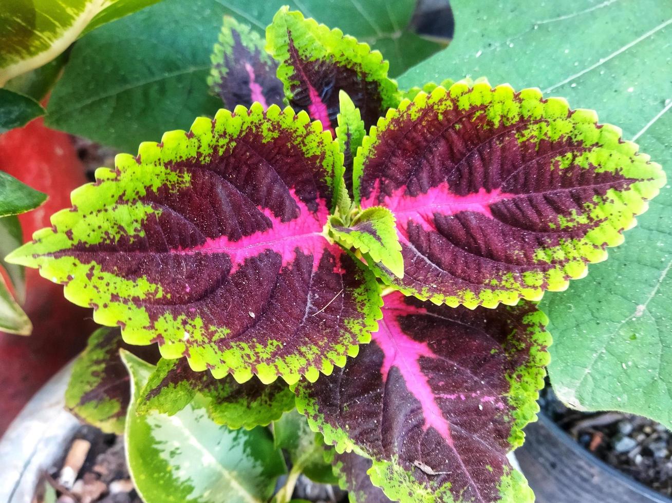 rojo hojas con un único textura son adecuado para ornamental plantas. decorativo plantas. foto