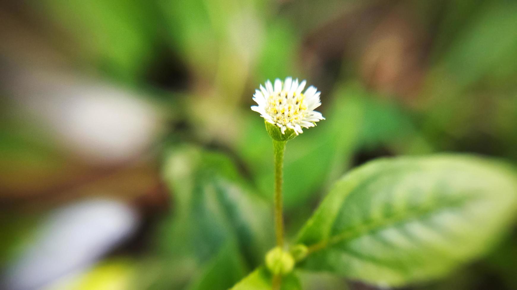 Eclipta Prostrata plant on a blurred background. Plant macro photo. photo