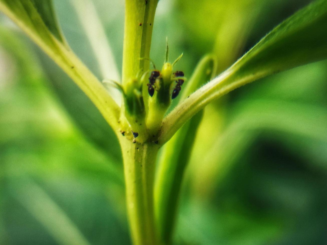 Defocused ants on a tree branch. Animal macro photo