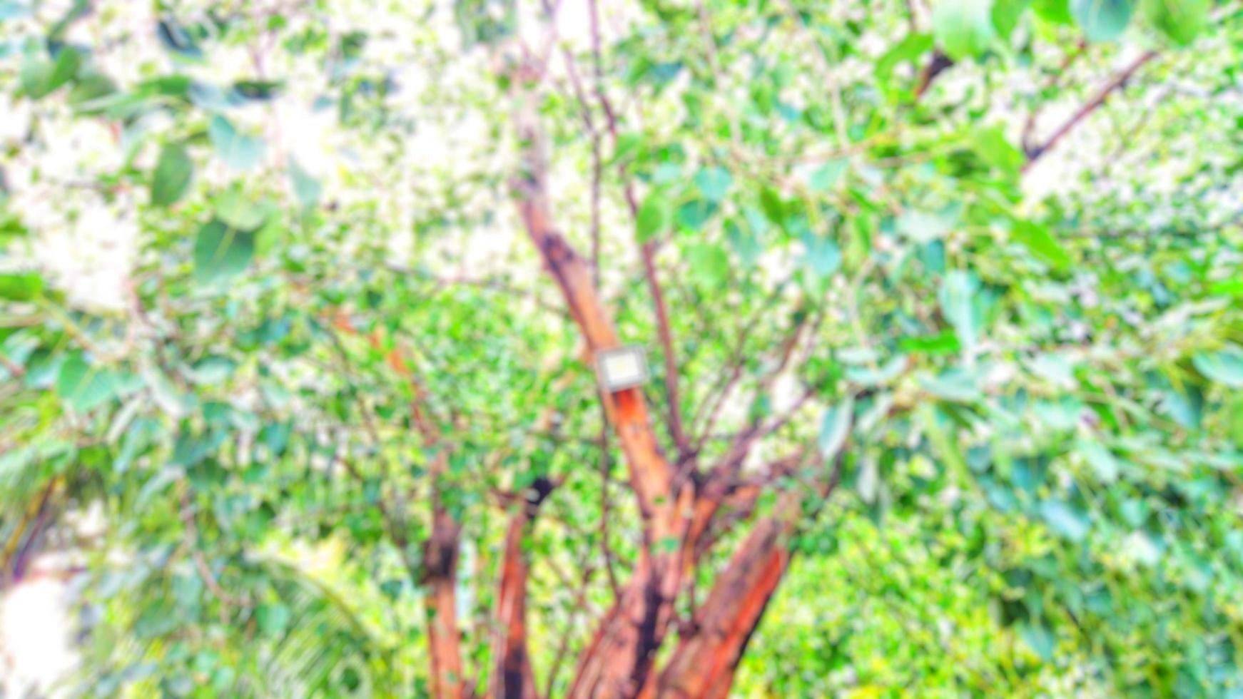 Blurred garden trees on nature background, blurred green bokeh light outdoors on summer background. Big tree. photo