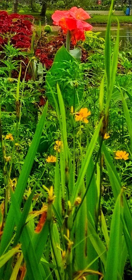 Crocosmia 'Lucifer' is a great plant for the garden with red flowers. Decorative plants. photo