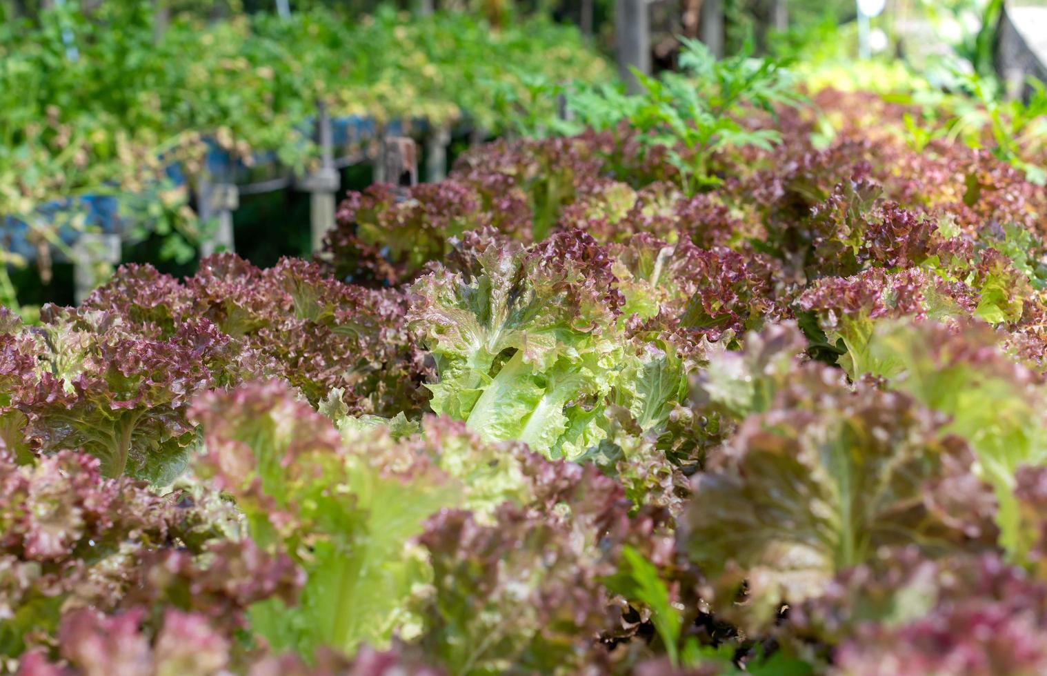 crudo verde lechuga creciente en suelo con el orgánico agricultura granja moderno agro industrial agricultura. foto