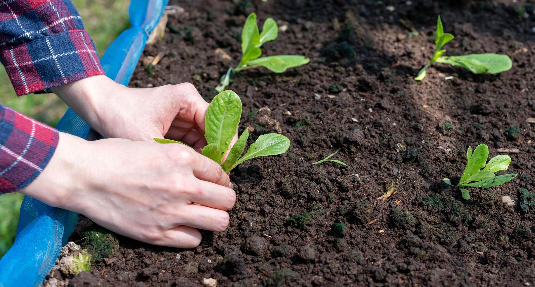 Close up Farmer female hand planting sprout with the Green lettuce in fertile soil. photo