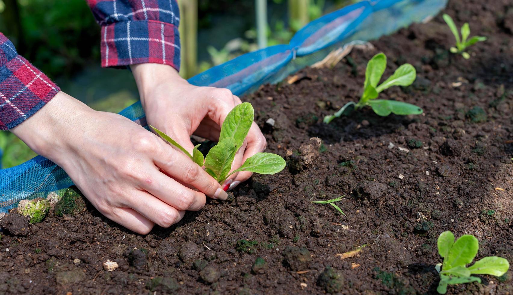 Close up Farmer female hand planting sprout with the Green lettuce in fertile soil. photo