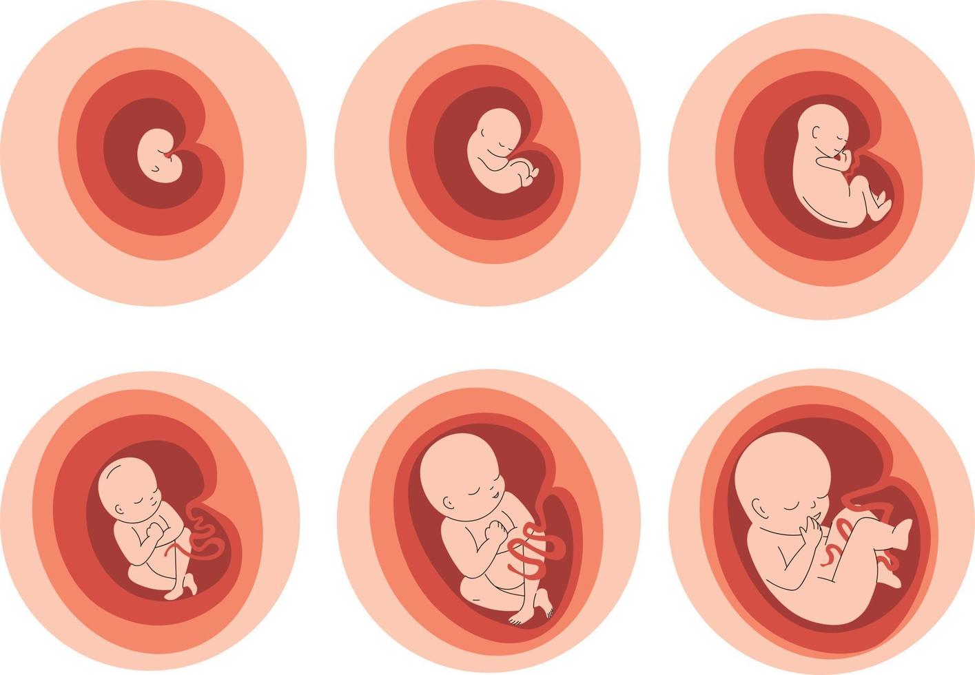 Infant icons set. Baby in the womb. Vector illustration.