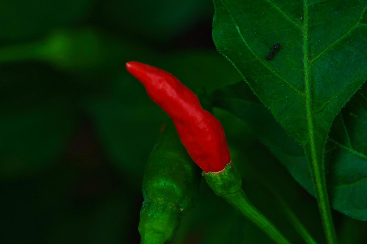 Bird's Eye Chili photo